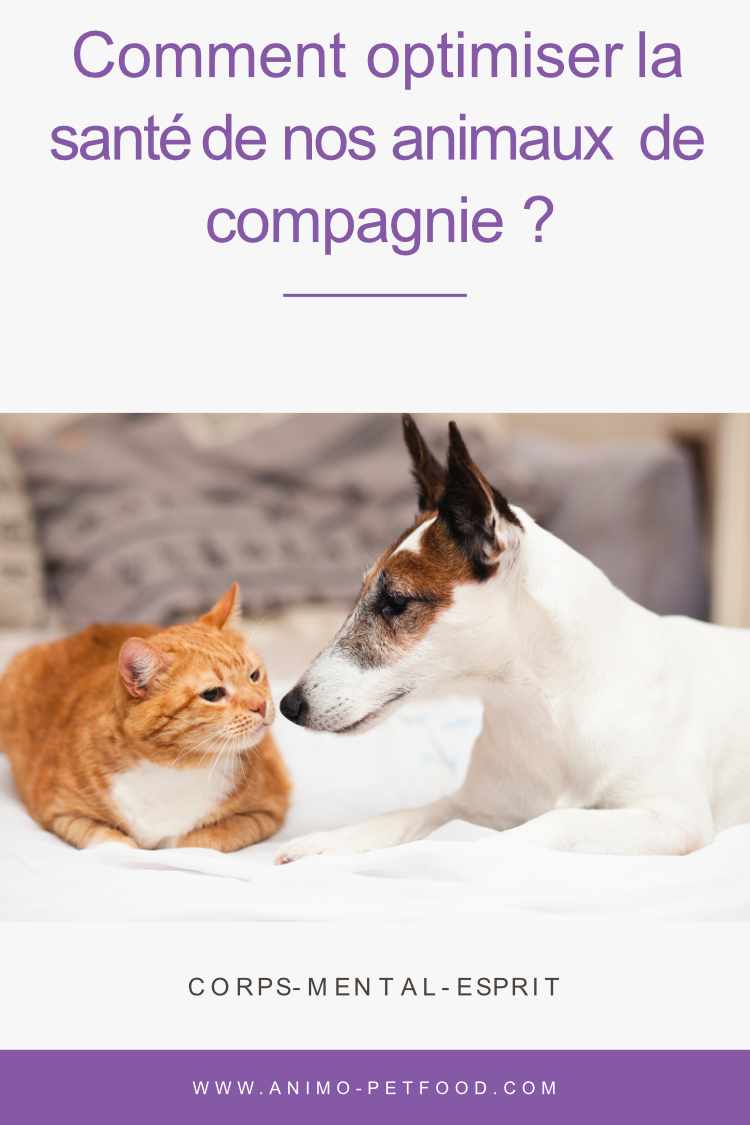 chien-chat-comment optimiser la santé de nos animaux de compagnie